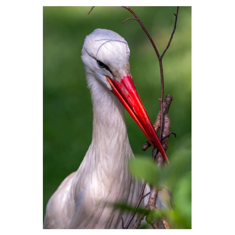Weißstorch oder Klapperstorch