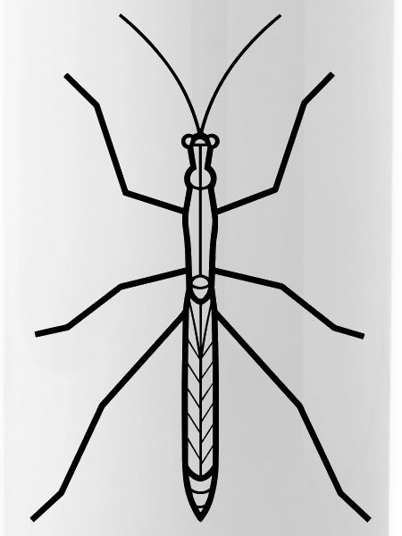Stick-Insekt