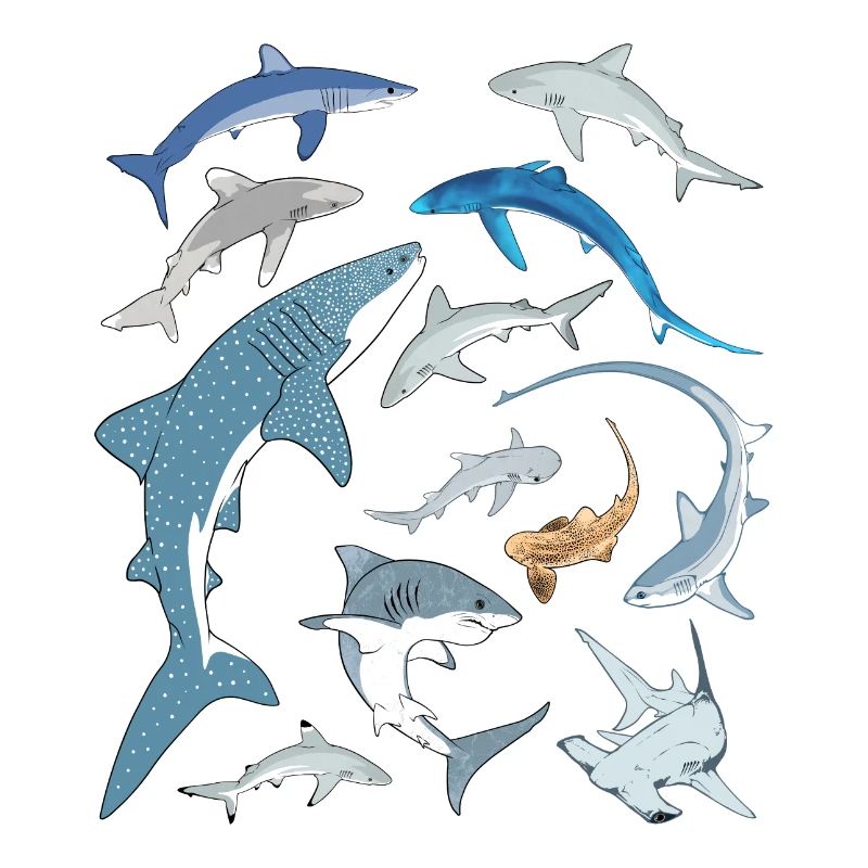 Requin bleu, requin-baleine, requin-marteau, requin requin, espèce de requin