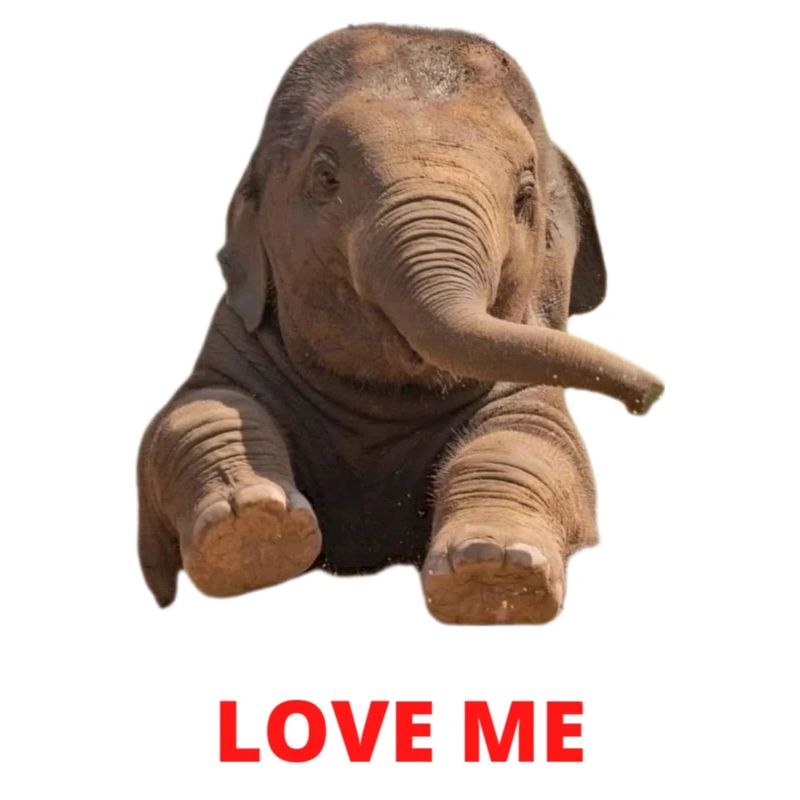 Éléphant