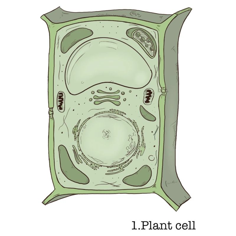 Cellule végétale