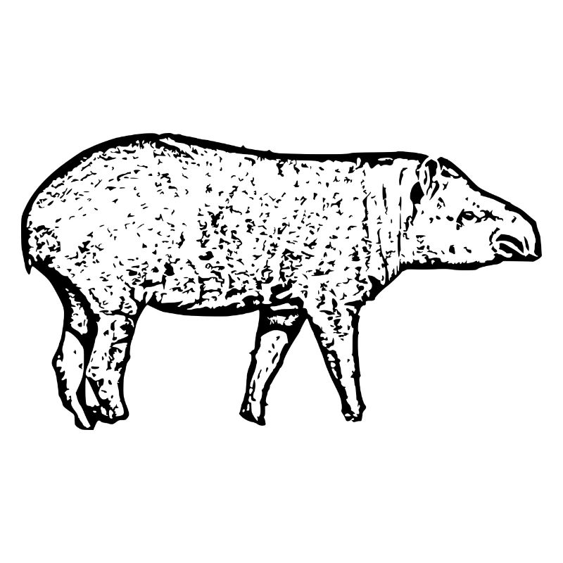 Tapirs