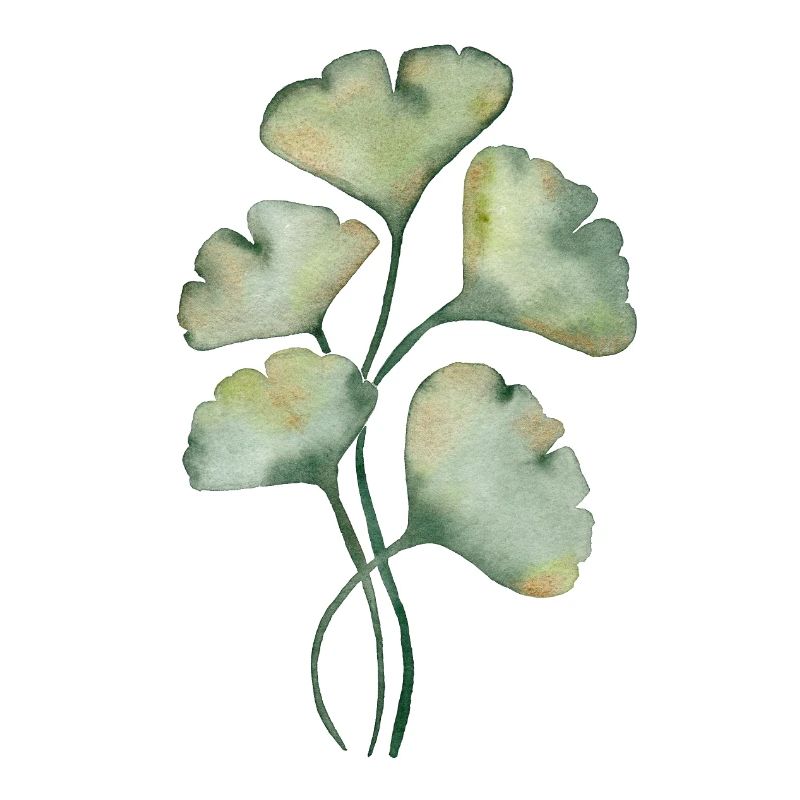 Gingko biloba
