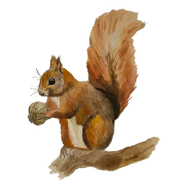 Eichhörnchen