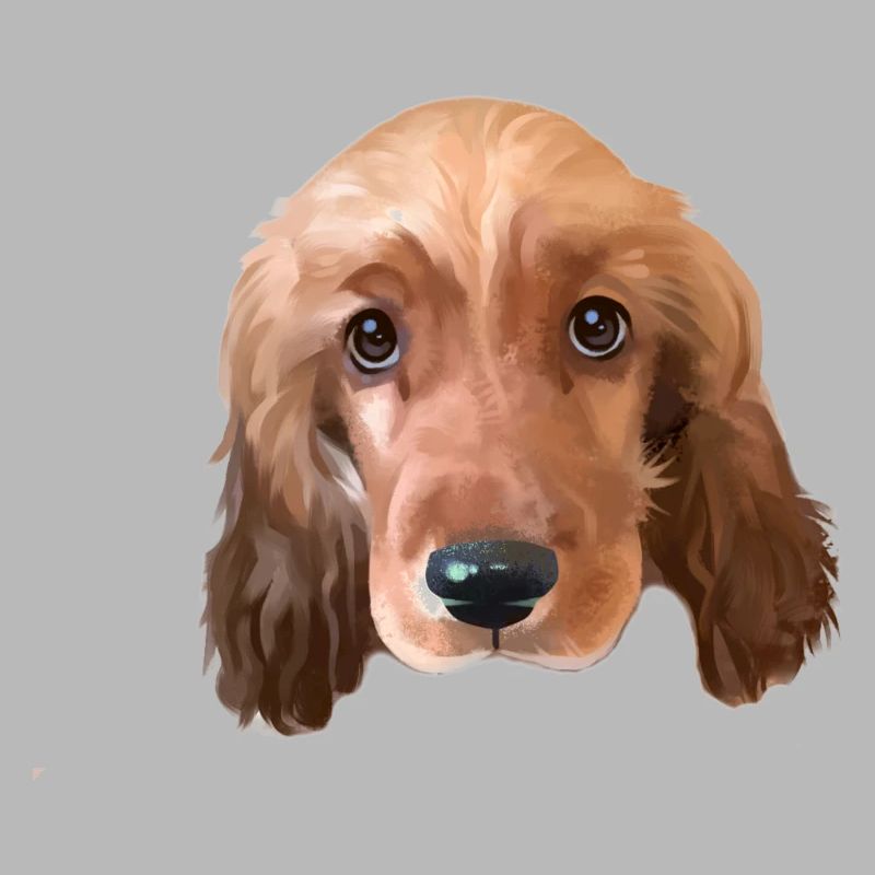 Cocker Spaniel Hund