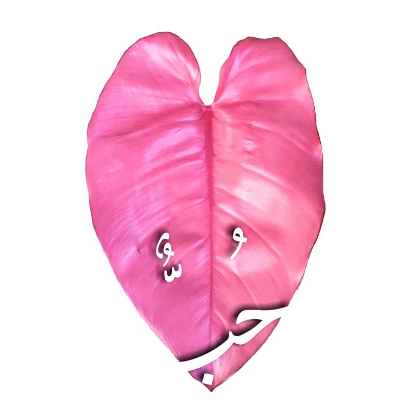 Princesse rose Philodendrons _ نبات الاميرة الوردية