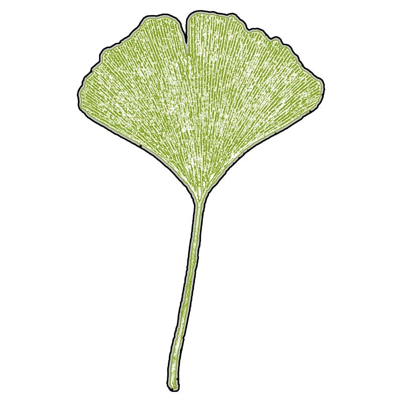 Feuille de gingko