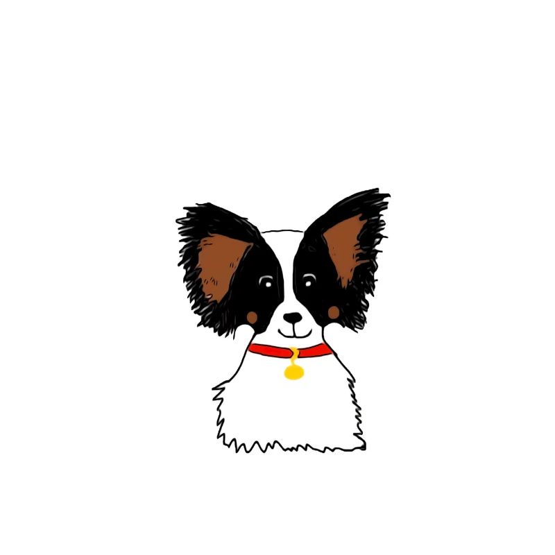 Chien papillon