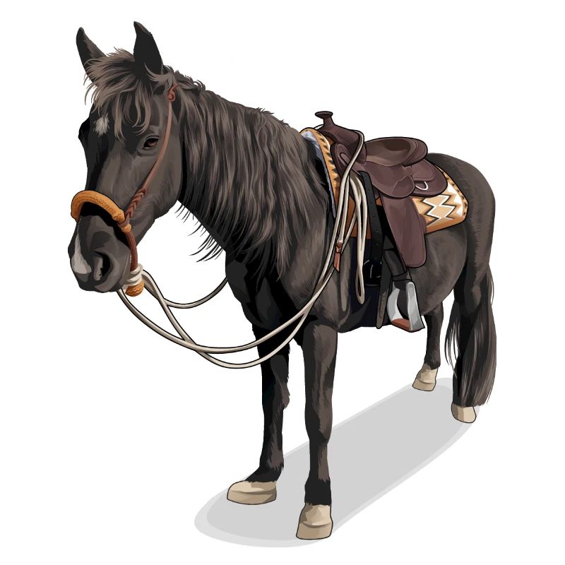Cheval // Illustration