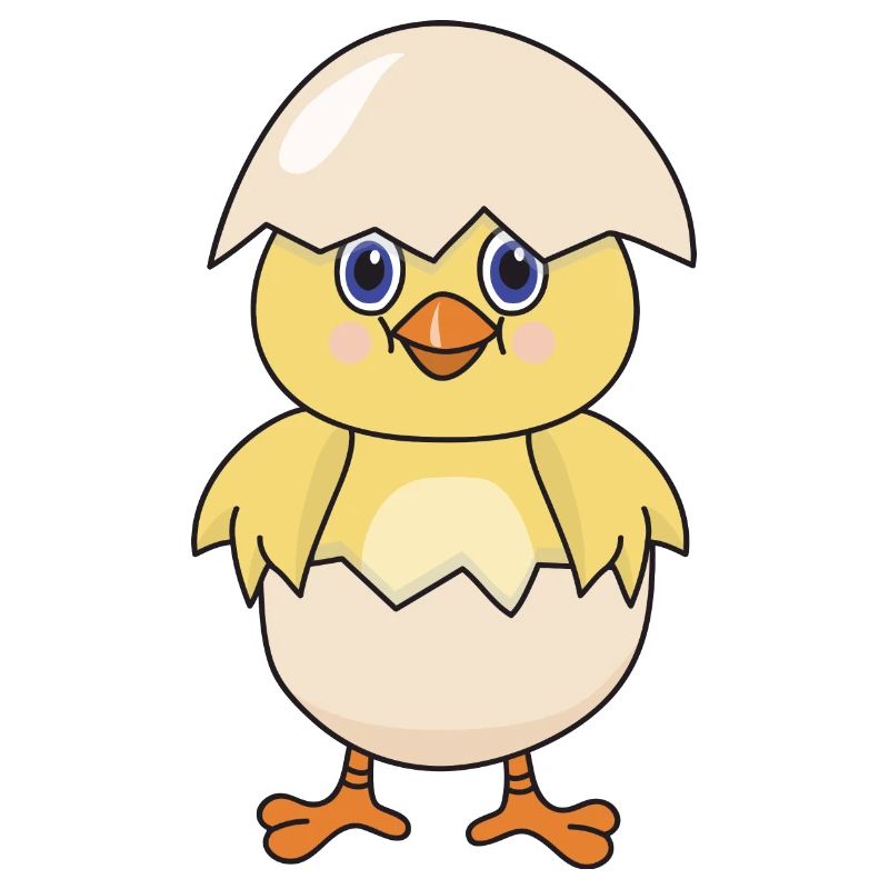 Chick chicken poultry