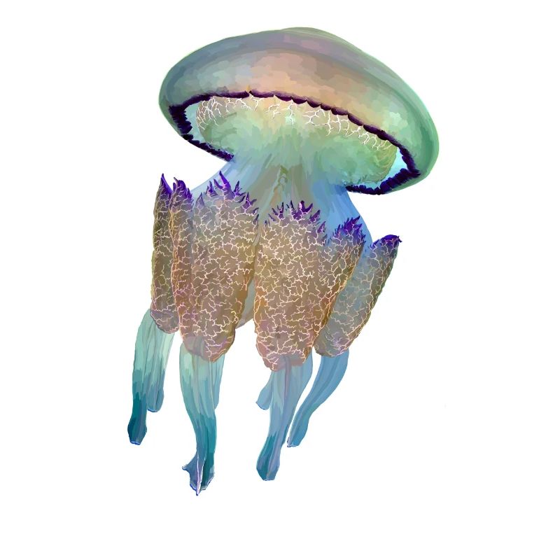 Méduse