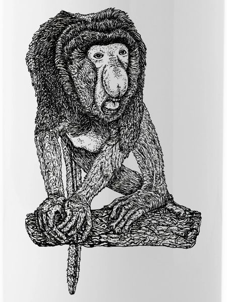Singe Proboscis