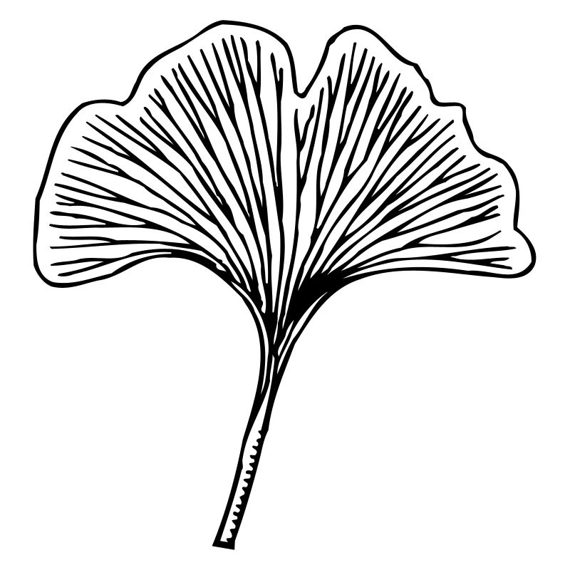 Gingko