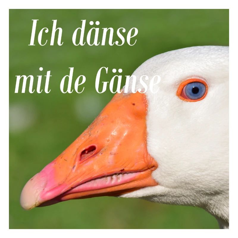 Je suis avec des oies