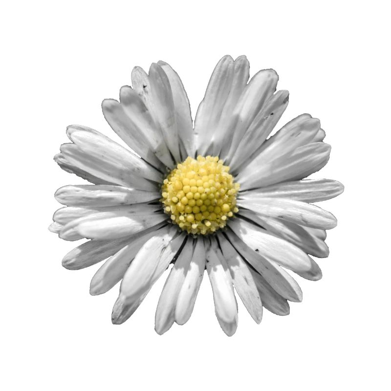 Gänseblümchen