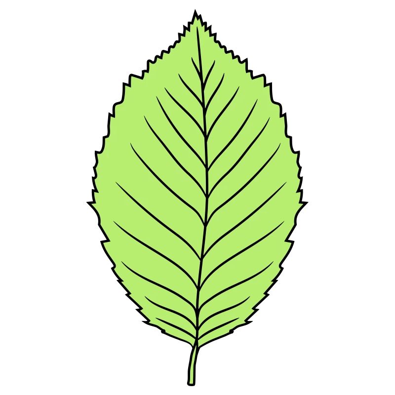 beech leaf tree plant shape clip art design forest