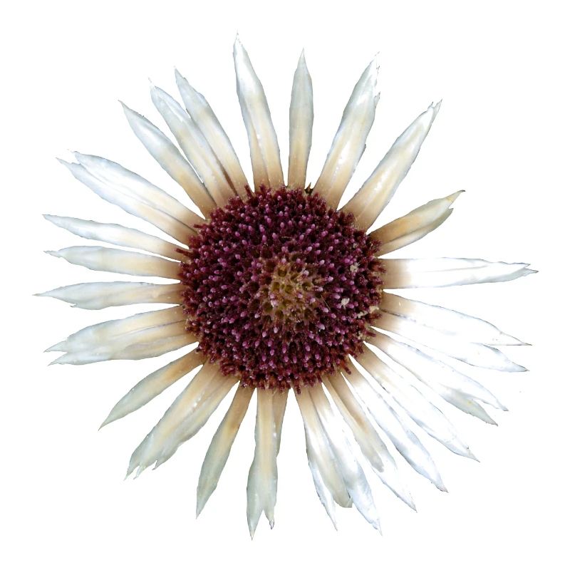 Argent Thistle