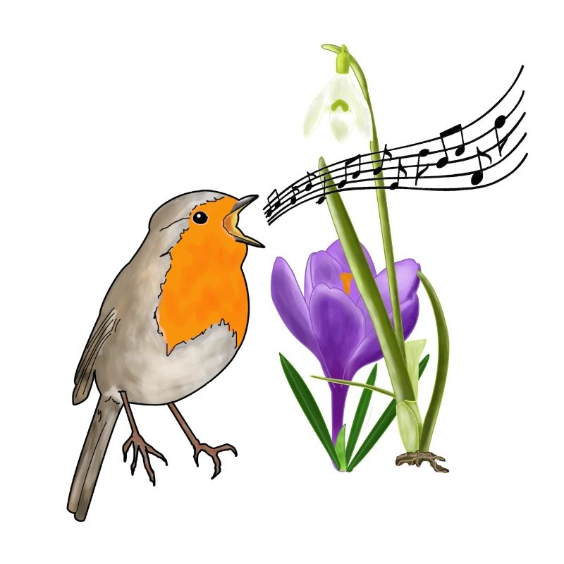 Spring, robins, singing