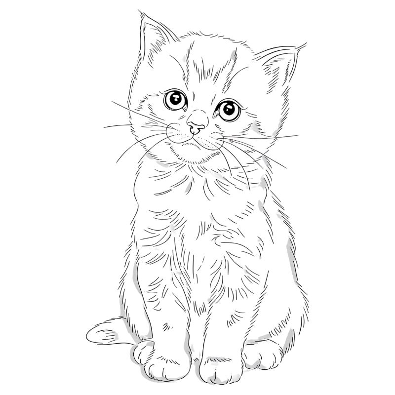chaton timide