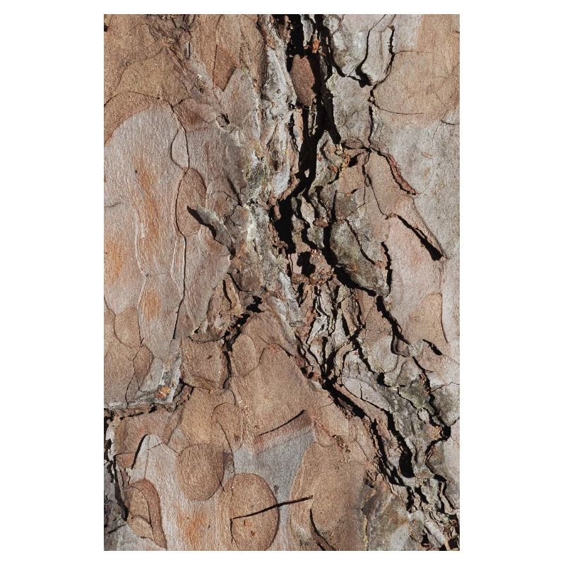 Tree bark