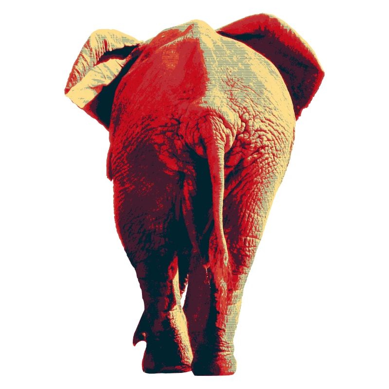 African elephant
