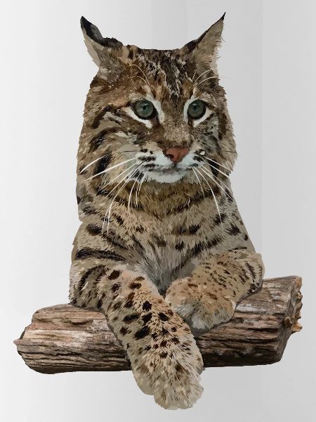 Lynx