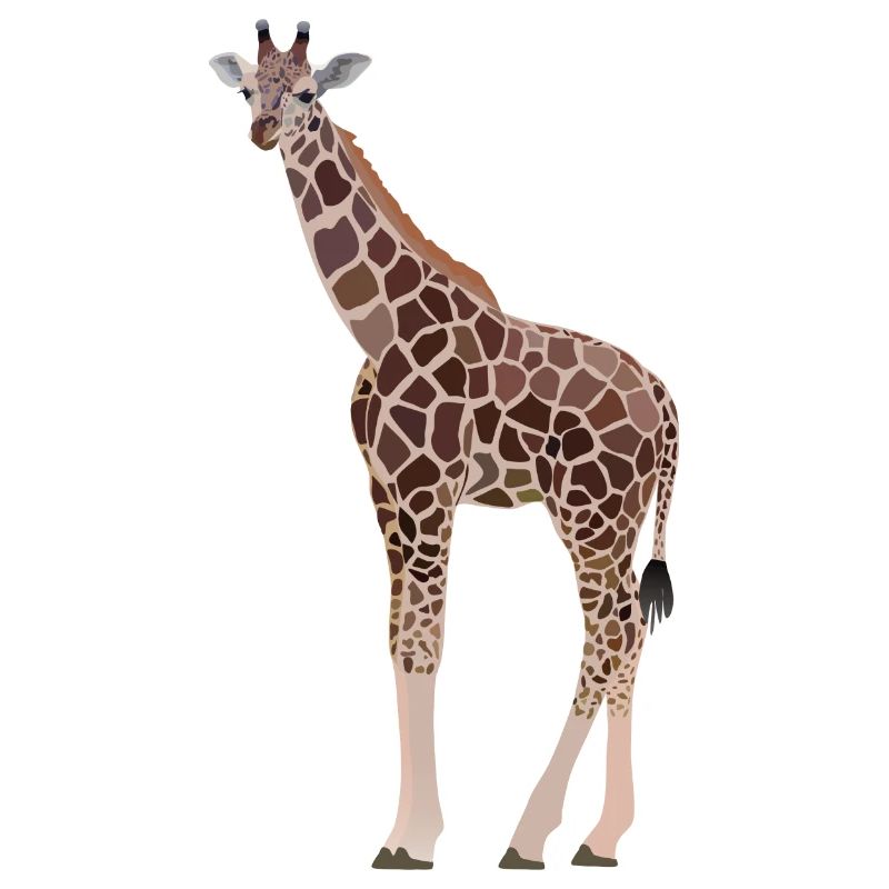 Gina, girafe