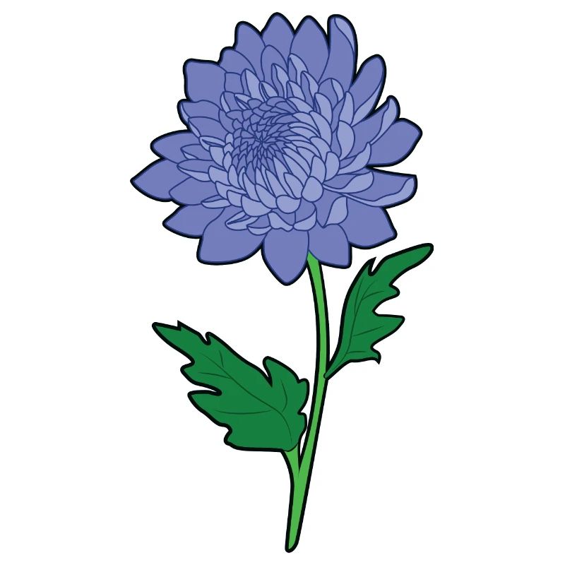 Chrysanthèmes