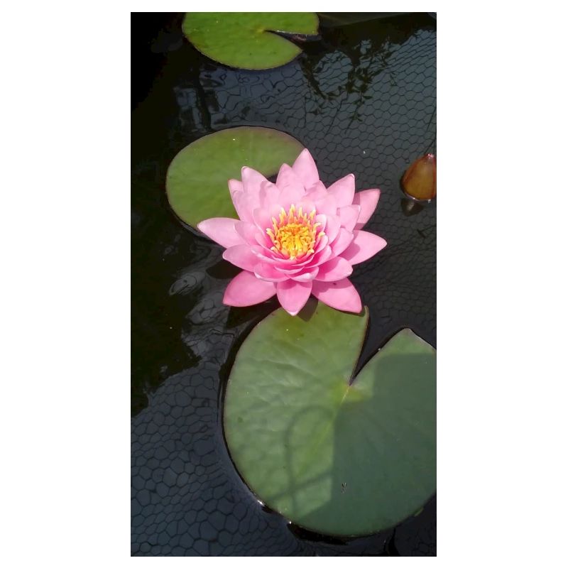 Nénuphar