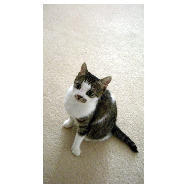 Pretty Kitty