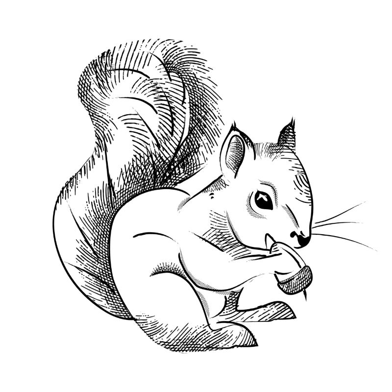 Squirrel sketch