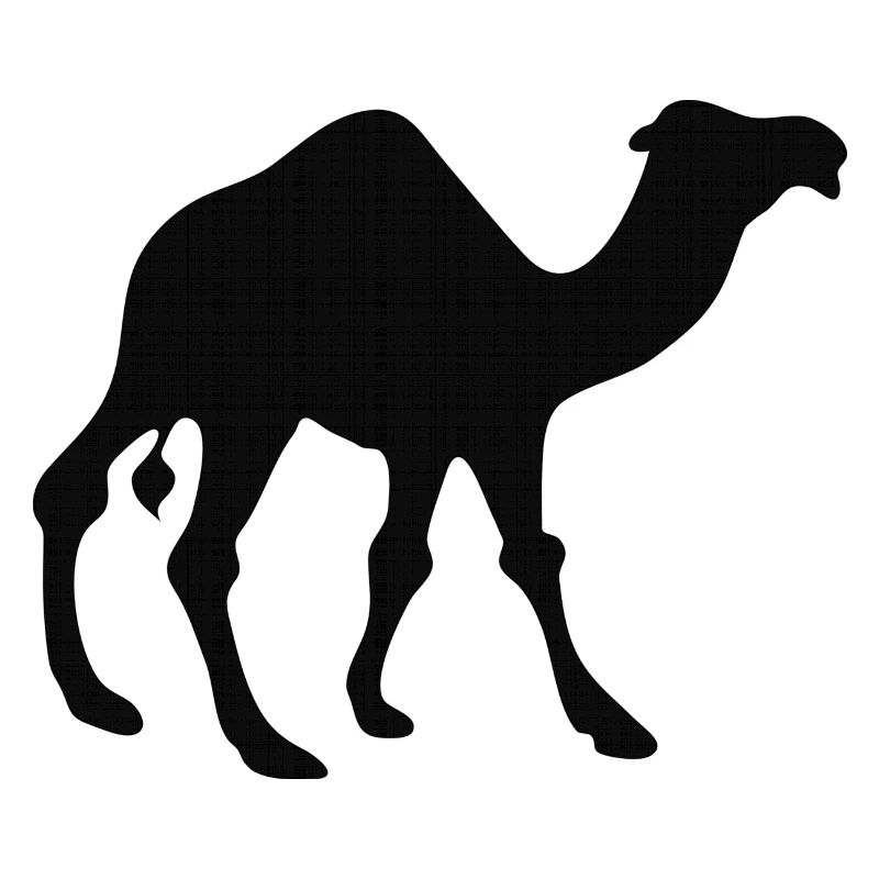Dromadaire du Maroc
