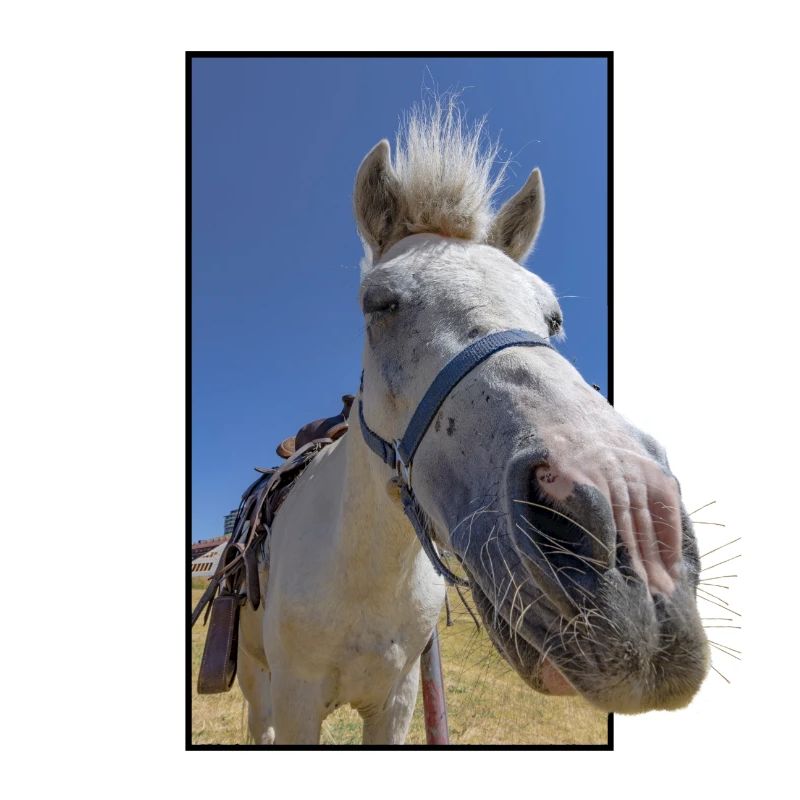Visage de cheval drôle