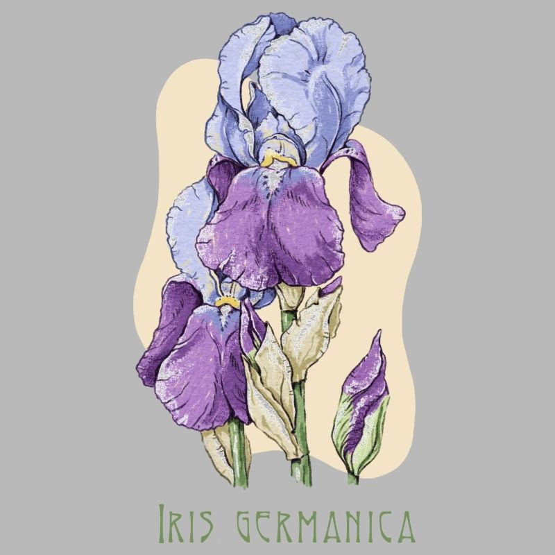 Iris botanical drawing