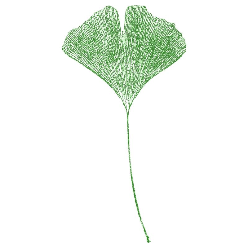 Ginkgo Leaf / Impression NATURELLE