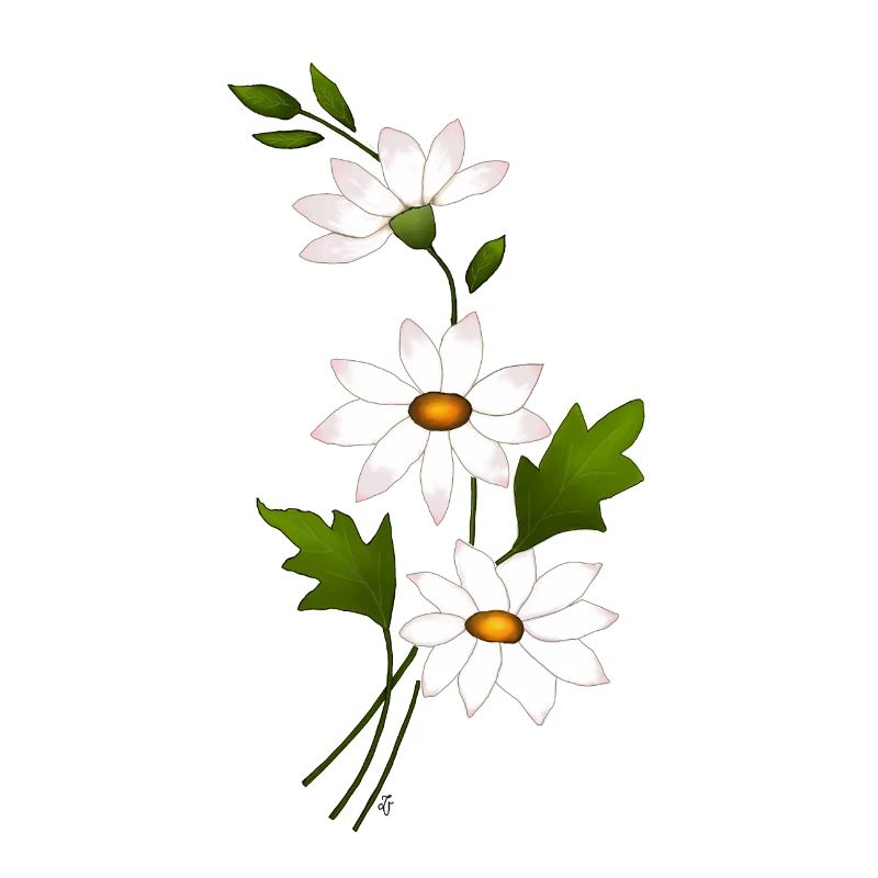 Gänseblümchenblüten