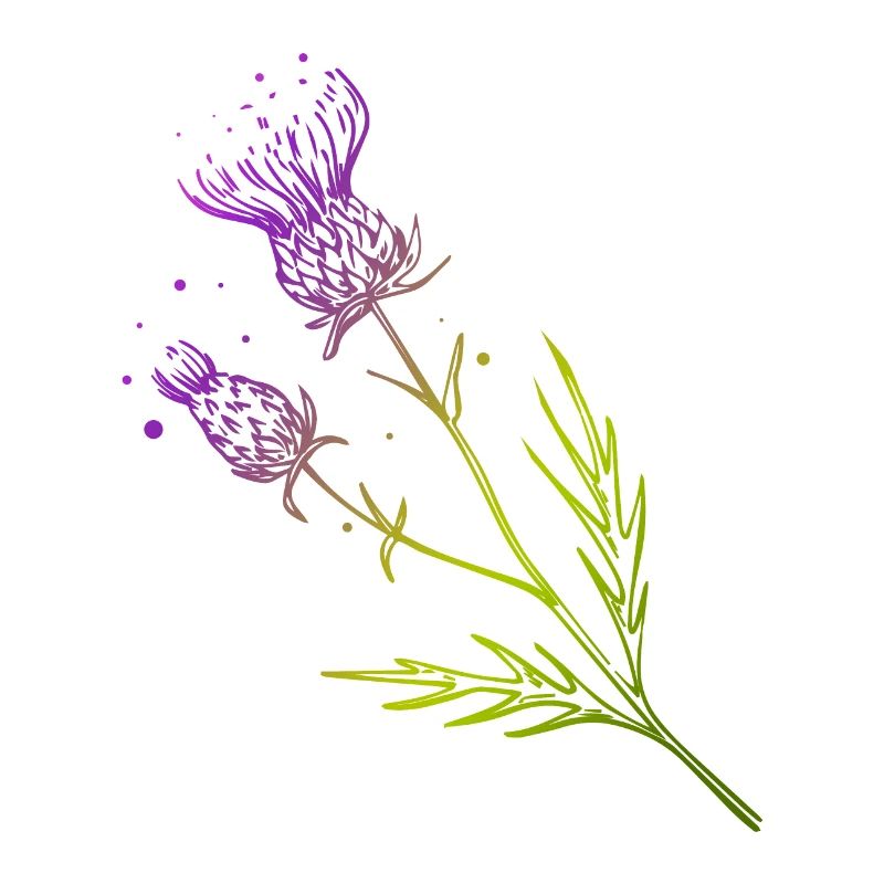 Écosse Discernes de fleur Conception de tatouage Idée cadeau