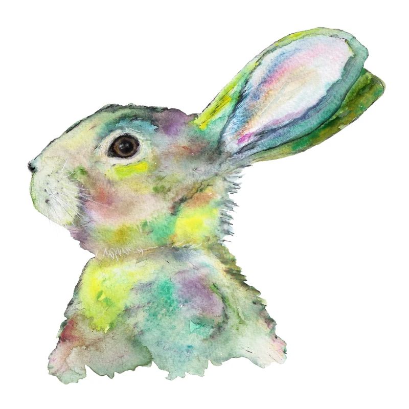 Hase
