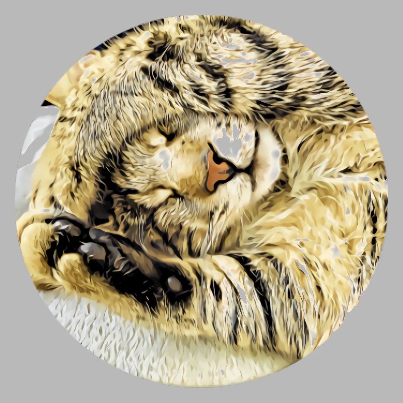 Chubby sleeping tabby cat