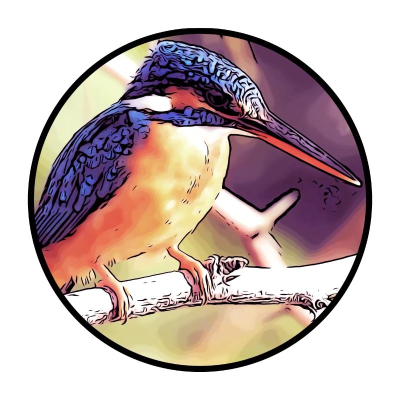 Eisvogel