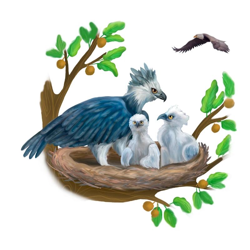 Harpie avec des petits dans le nid et l’aigle