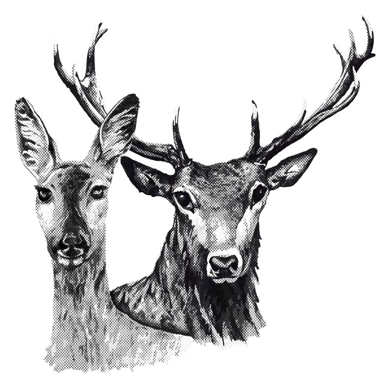 Cerfs et biche