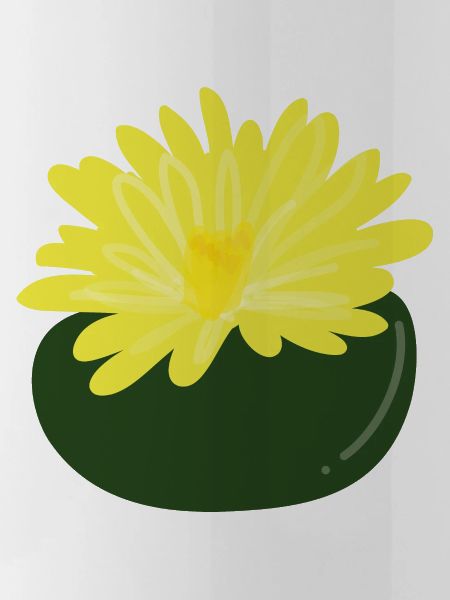 Lithops flower1