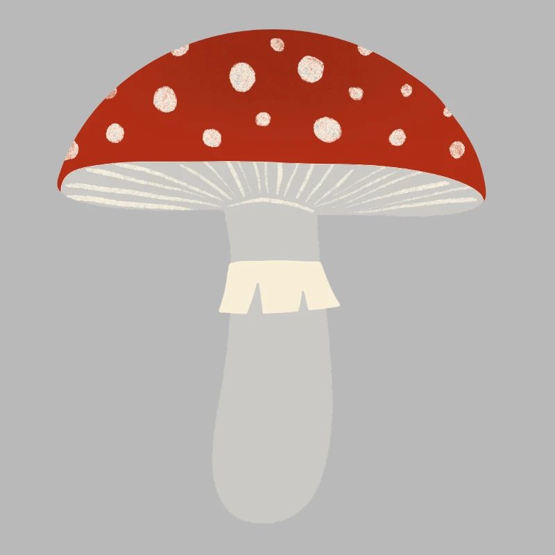 Toadstool Fly Agaric Mushroom
