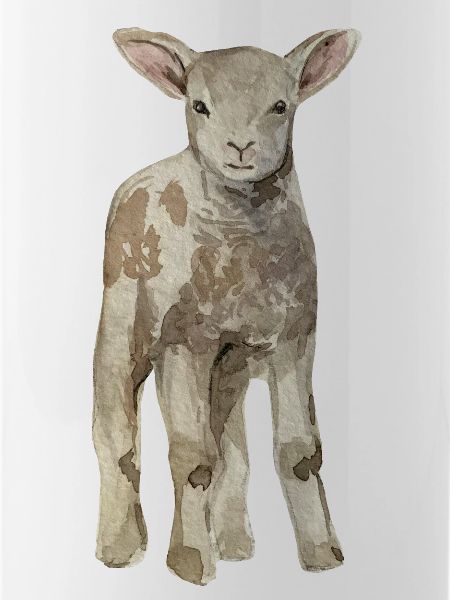Mouton bébé