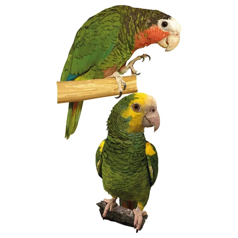 Amazon parrots