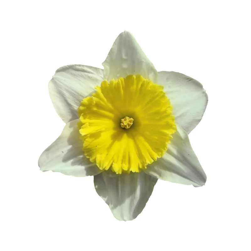 fleur de narcisse