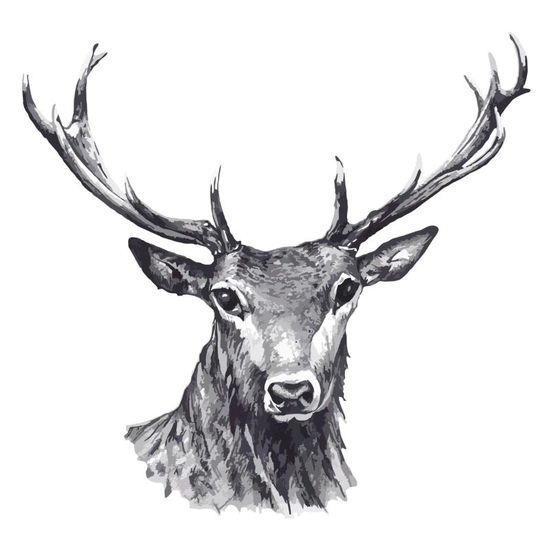 Hirsch