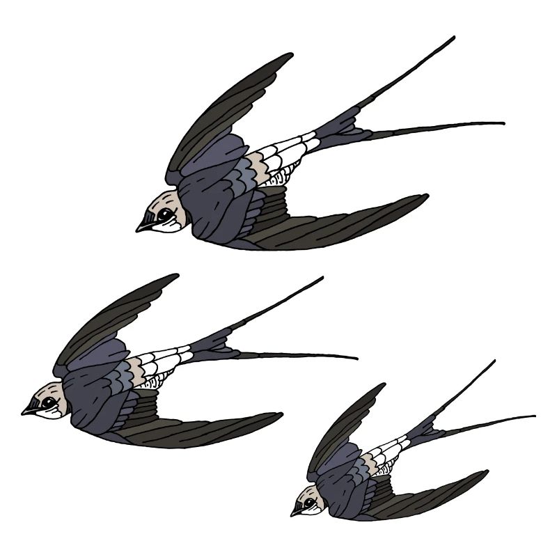 Oiseaux