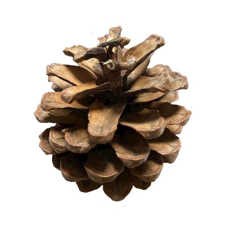 pinecone